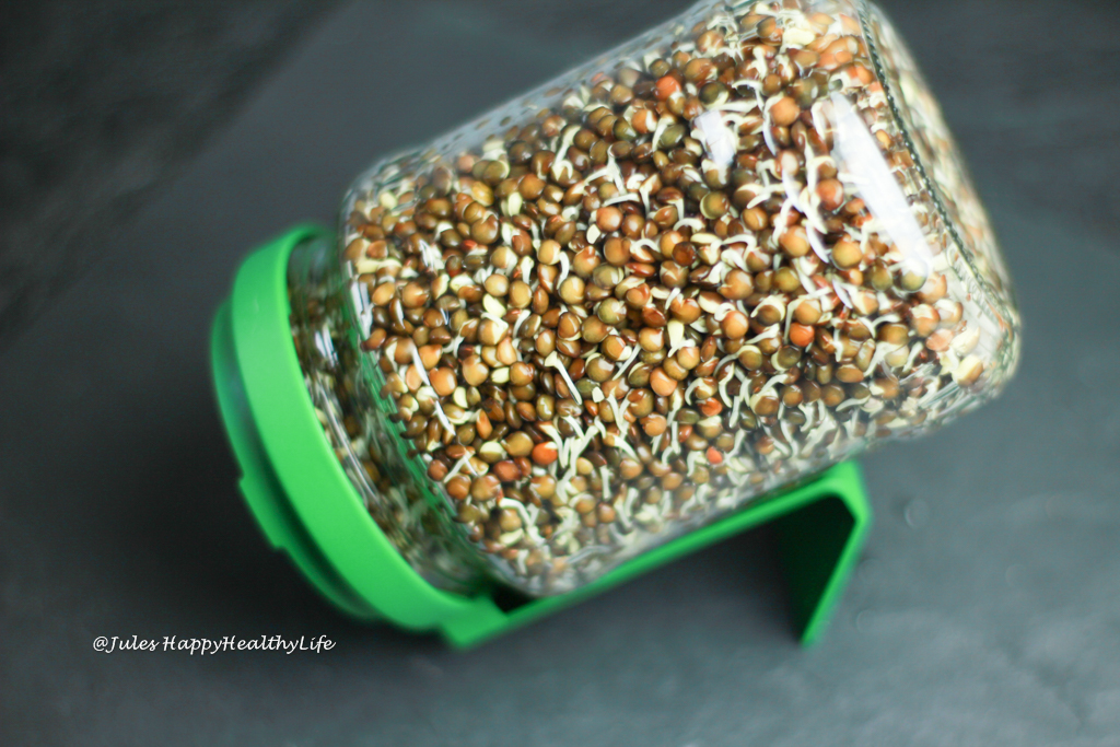 Sprouting lentils for vegan Salad with Sprouted Lentils
